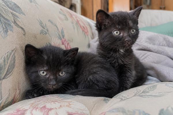 Cuccioli In Cerca Di Una Famiglia